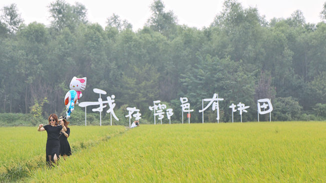 西安鄠邑：打卡稻田美景 饱览田园风情