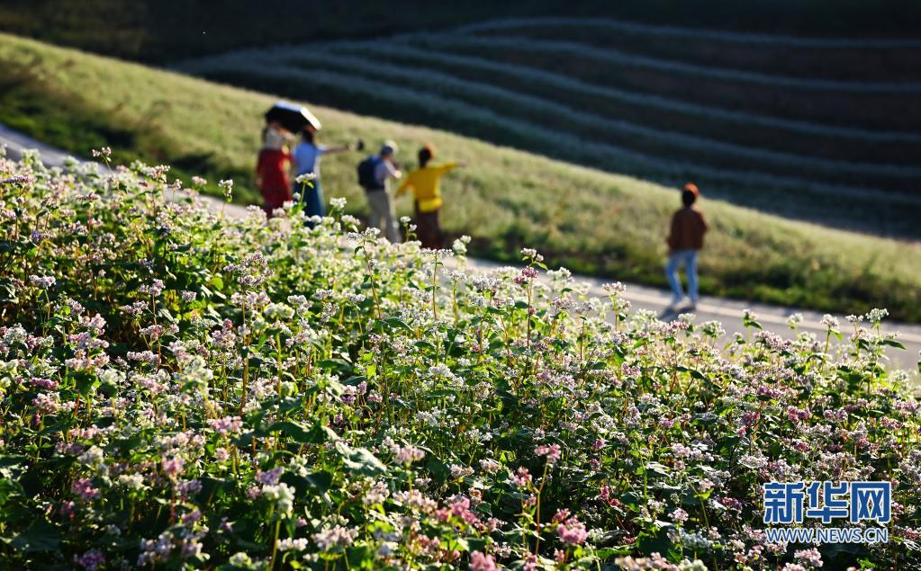 陕西西安：荞麦花开引客来