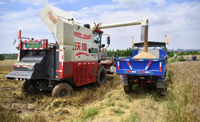新华全媒 |陕西关中：抢抓雨歇保夏收